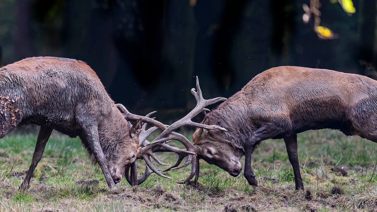 Zażarta walka dwóch jeleni. To najpiękniejsze takie zdjęcia, jakie widzieliśmy 1