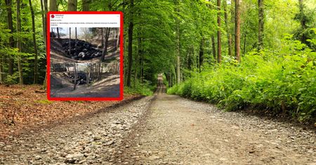 Wstrząsające odkrycie w lesie. "Brakuje słów"
