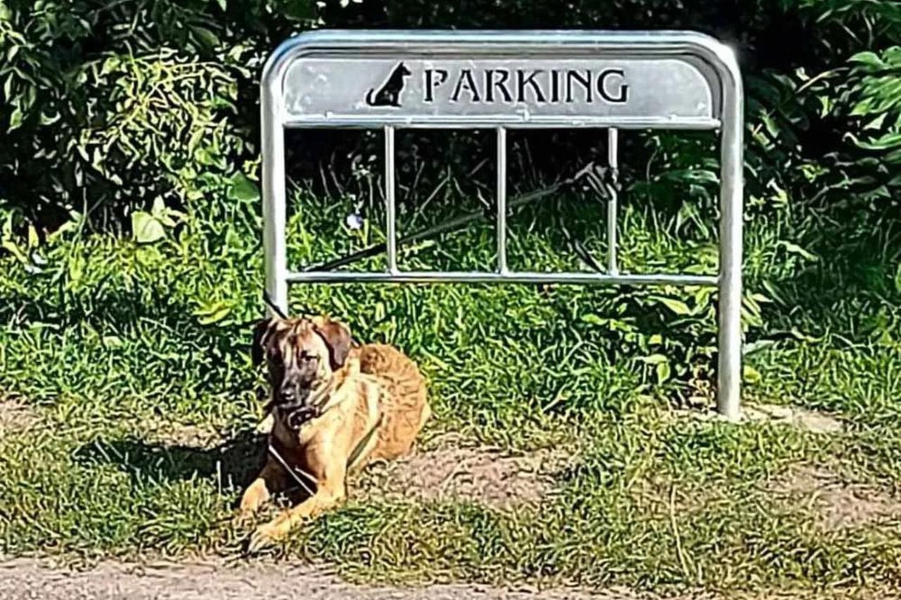 Zniknął absurdalny parking dla psów na osiedlu w Poznaniu