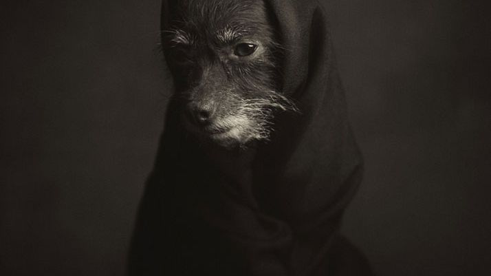 Ludzkie portrety zwierząt Vincenta Lagrange 1