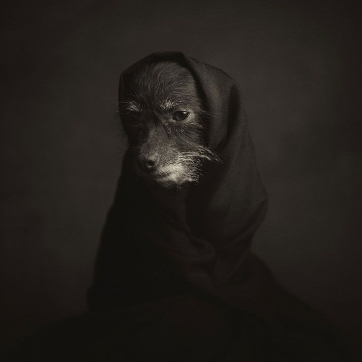 Belgijski fotograf Vincent Legrange pracuje nad nieustającym projektem, który jest zainspirowany jego miłością do zwierząt. Cykl zdjęć pt. “Human Animal” (ludzkie zwierzę) to seria portretów zwierząt zarówno domowych jak i dzikich.