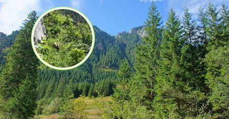 Wyszli w Tatry. Nagle zauważyli go wśród traw. Wideo trwa tylko kilka sekund