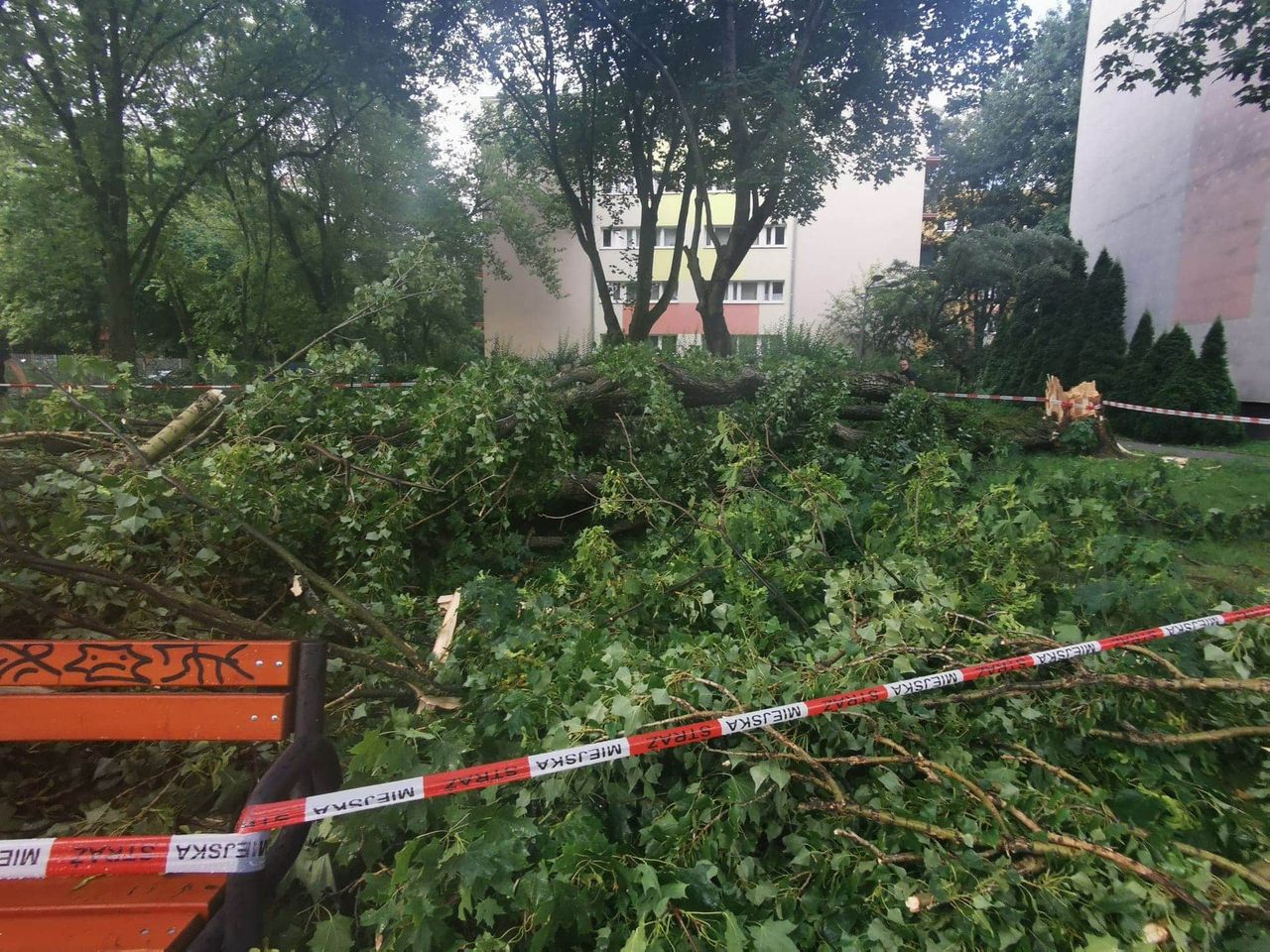 Burza na Ochocie. Połamane drzewo uszkodziło samochody