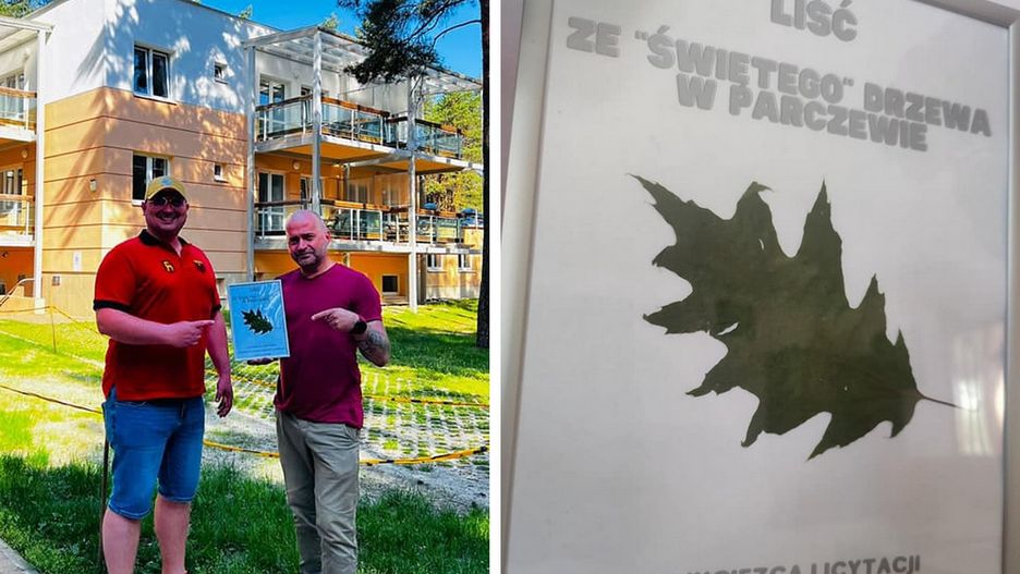 Liść ze „świętego” drzewa w Parczewie sprzedany
