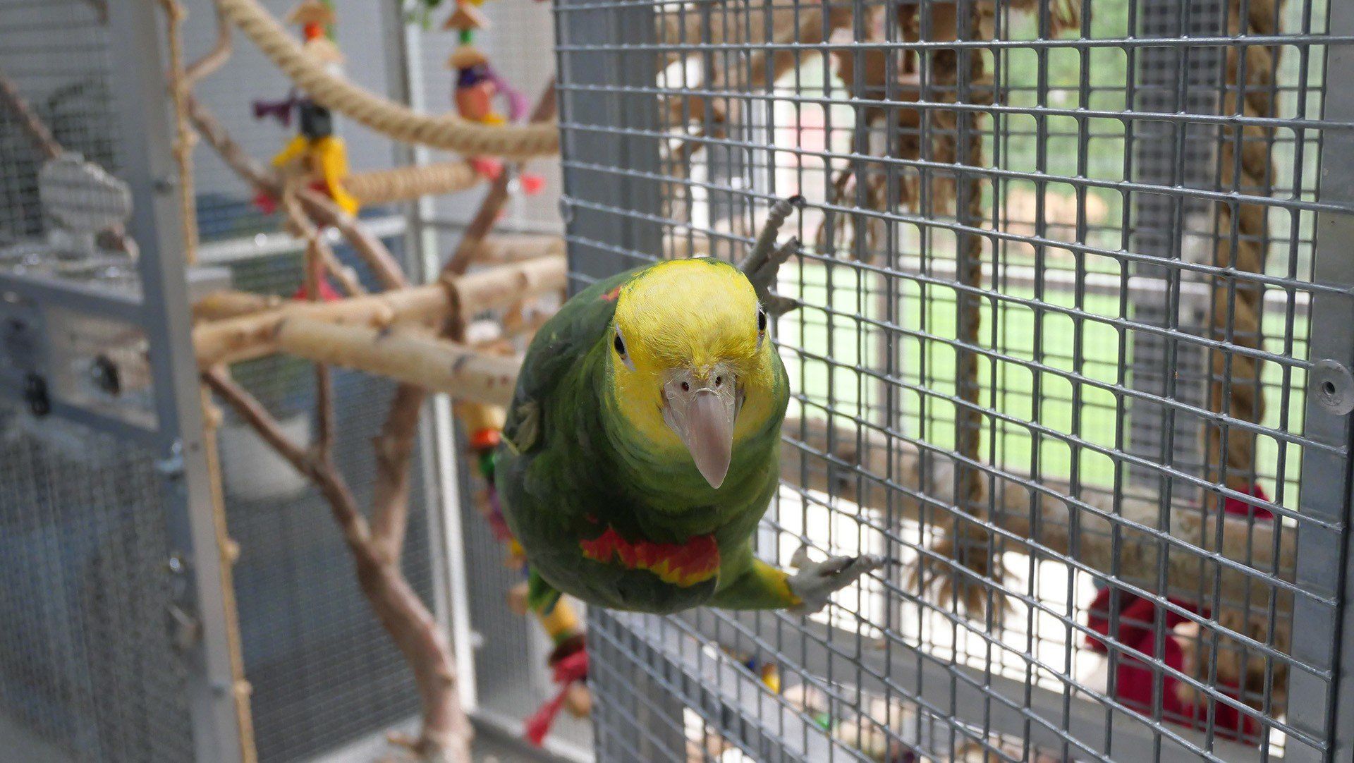 Papuga, która mówi. Poznajcie Romka