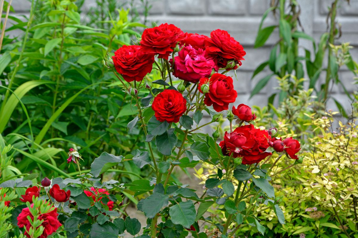 New potato fertilizer keeps roses blooming till late fall