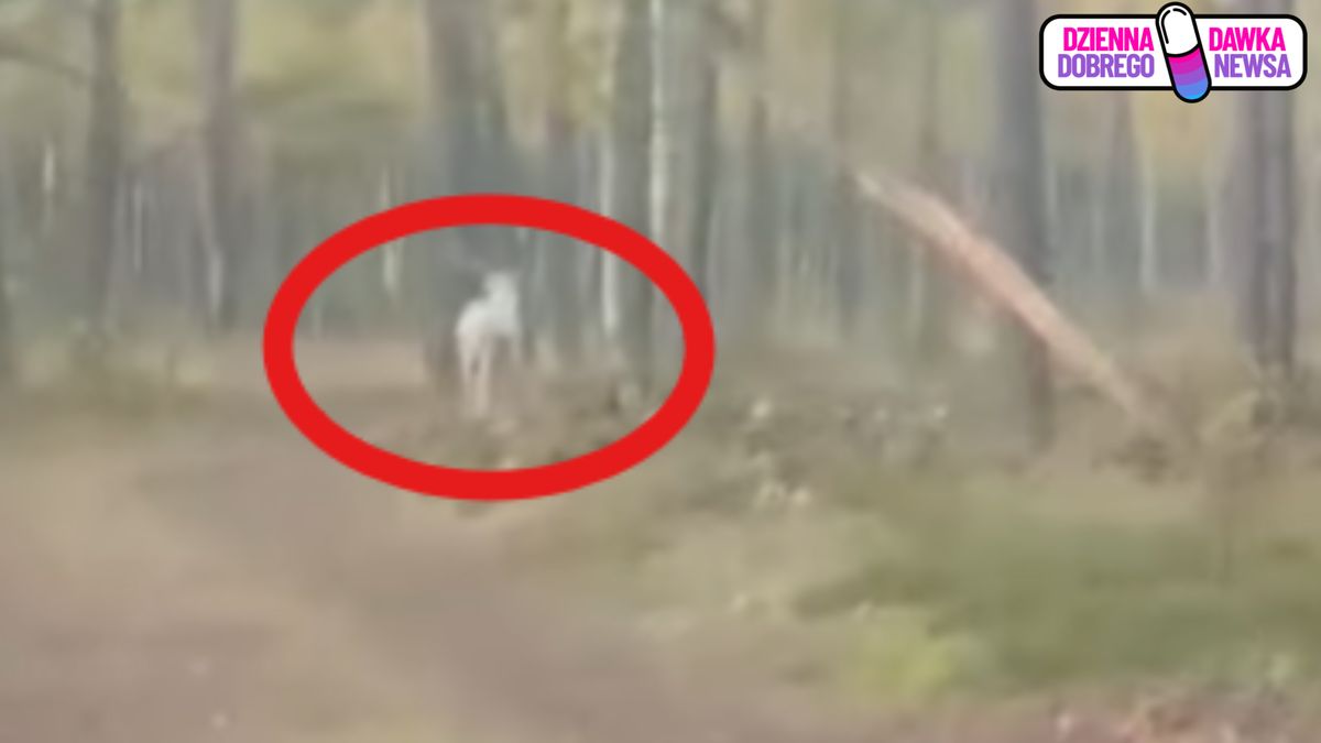 "Biały duch" znów widziany w Drewnicy.