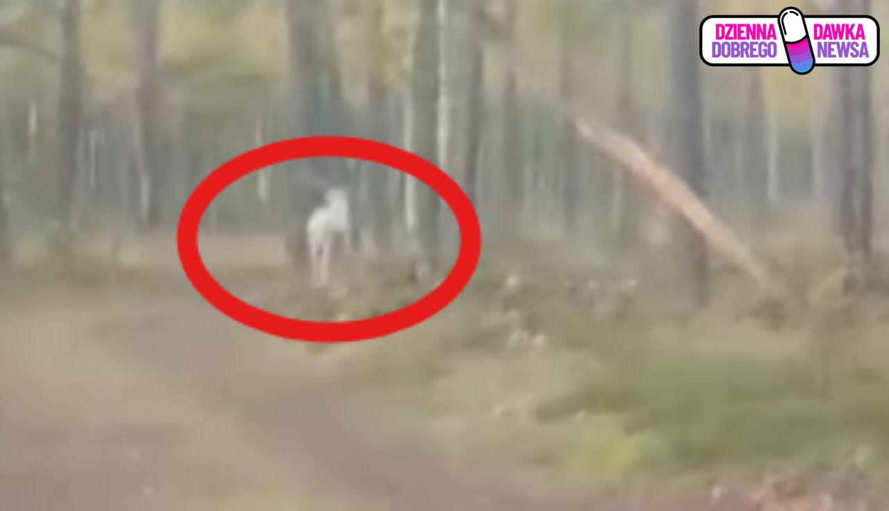 Znów się pojawił. "Biały duch" nagrany. Ujęcia obiegają sieć