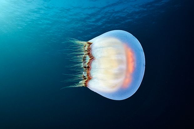 Magiczne meduzy z lodowatego Morza Białego 1