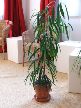 Trujące rośliny doniczkowe – czy masz je w swoim domu?