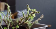 Masz pelargonie? Zrób to, a wiosną rozkwitną