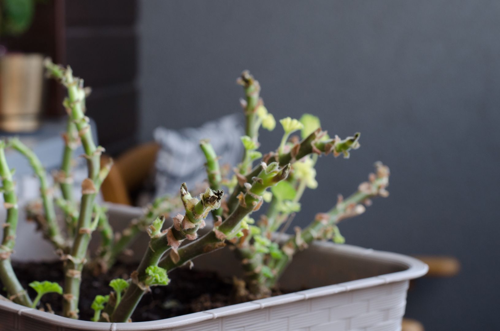 Masz pelargonie? Zrób to, a wiosną rozkwitną