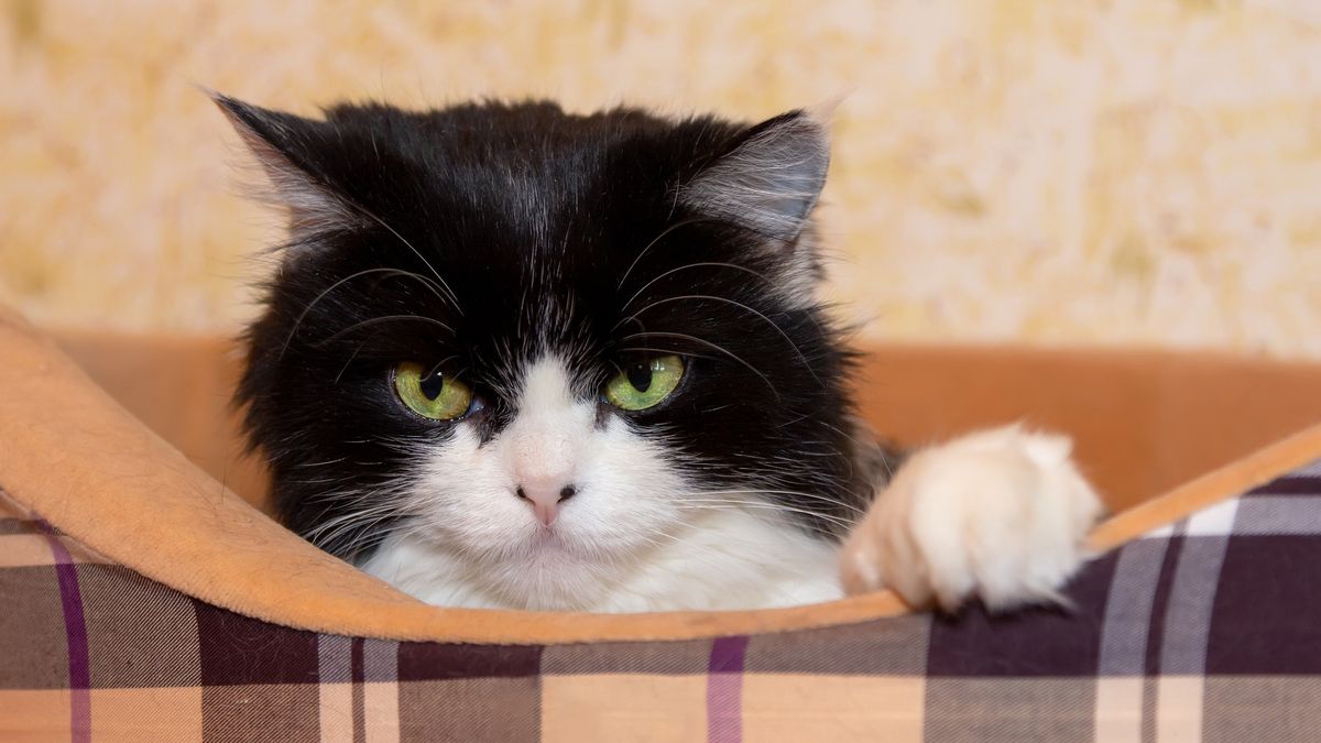 A beautiful cat of the Persian breed lies in a bed for cats. Black and white color, green eyes. Mestizo. Close-up, selective focus
A beautiful cat of the Persian breed lies in a bed for cats. Black and white color, green eyes. Mestizo. Close-up, selective focus.
tasha_lyubina