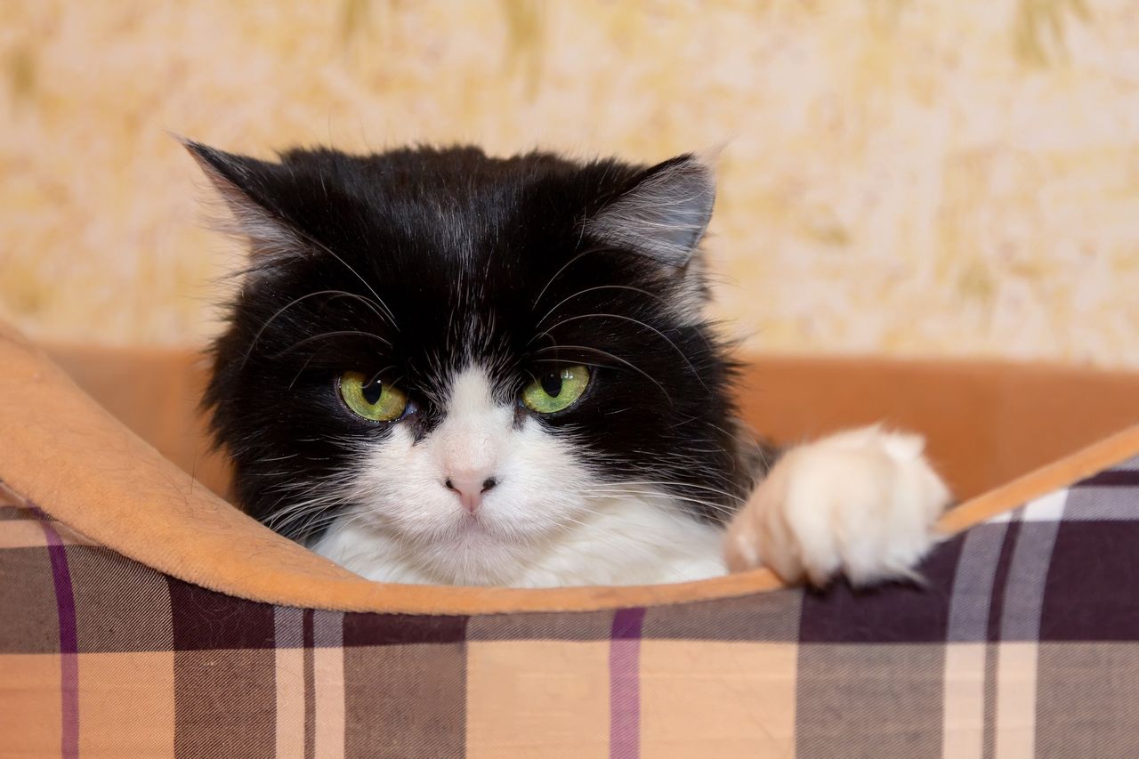 Kot wpatruje się ciebie, gdy śpisz? To wcale nie oznaka miłości