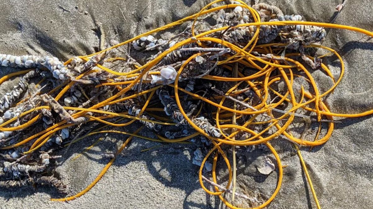 To nie jest sznurek, lecz specjalny rodzaj koralowca