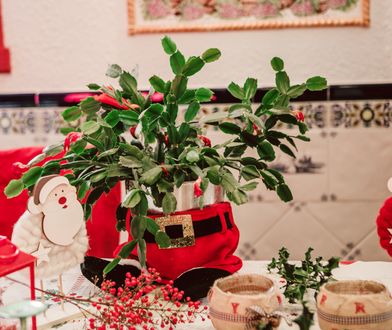 Boże Narodzenie we wrześniu. Sklepy już to robią