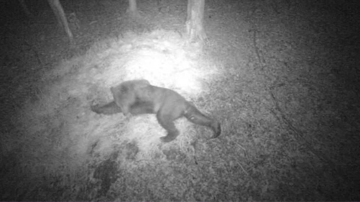 Niedźwiedź uchwycony na fotopułapce