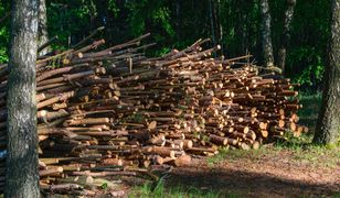Rząd zostawił nas w lesie? Polacy rzucili się tłumnie po chrust