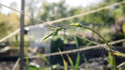 Najdroższe warzywo świata. W Polsce można zrywać za darmo