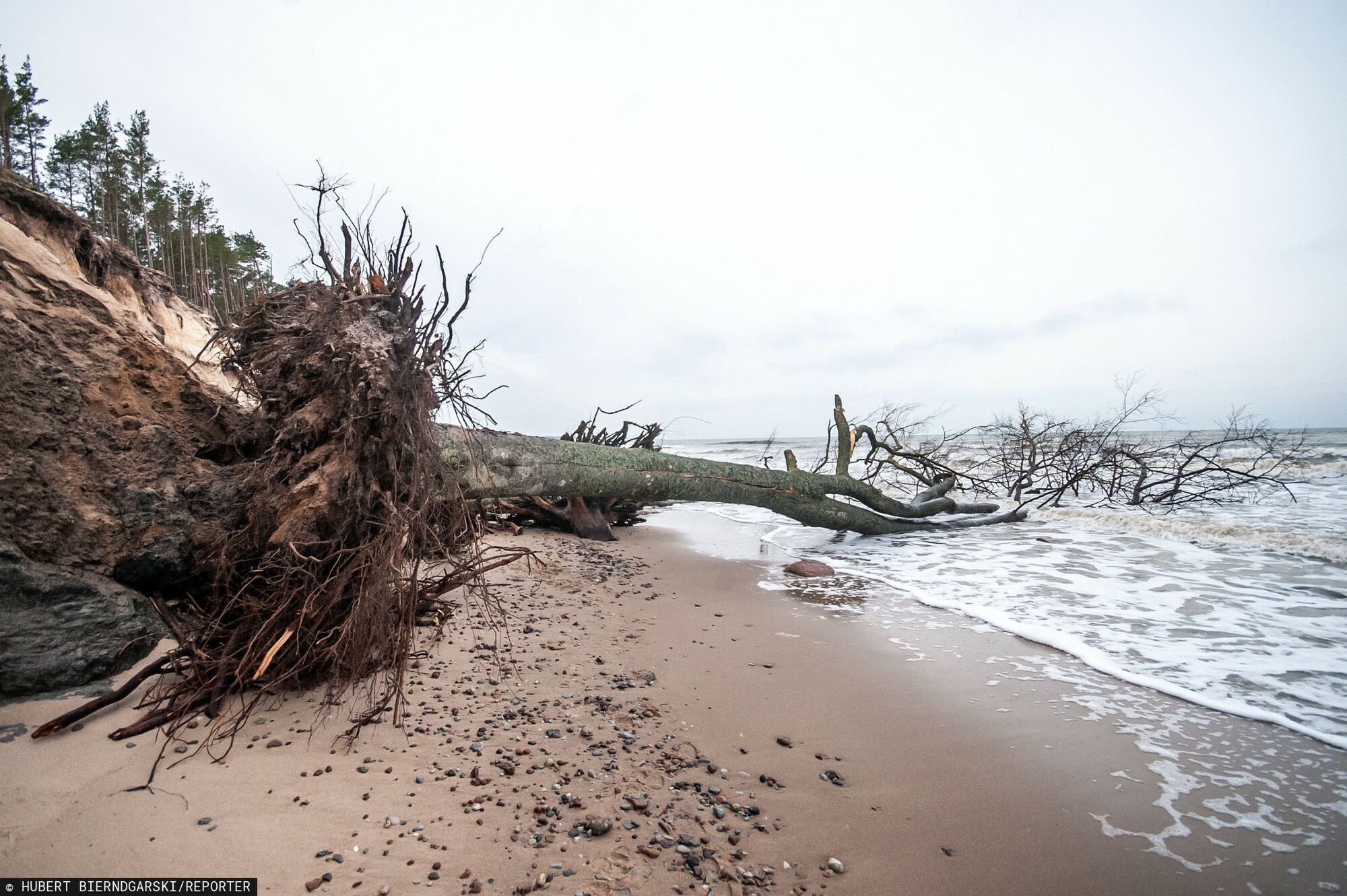 Bałtyk podmył klif w Orzechowie. "Bardzo duże straty" 