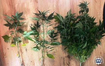 Kielce: Para 18-latków uprawiała konopie w mieszkaniu