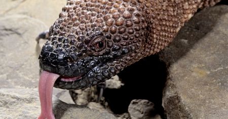 Radość we wrocławskim zoo. Na świat przyszły helodermy meksykańskie