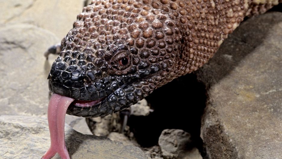Radość we wrocławskim ZOO. Na świat przyszły helodermy meksykańskie