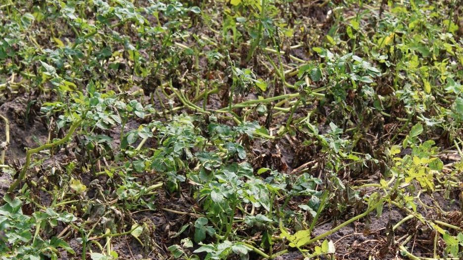 Ochrona ziemniaka przed zarazą coraz trudniejsza