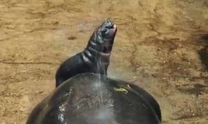 Niezwykłe narodziny w gdańskim zoo. Prezydent pokazała nagranie