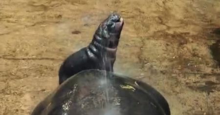 Niezwykłe narodziny w gdańskim zoo. Prezydent pokazała nagranie