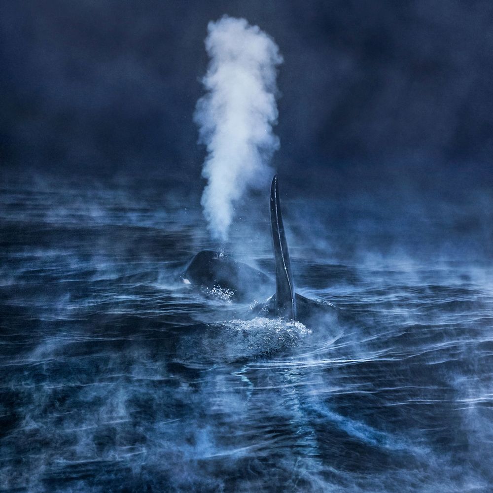 Tytuł Europejskiego Fotografa Dzikiej Przyrody 2016 roku dostał Audun Rikardsen – norweski fotograf oraz biolog – prezentując zdjęcie pod tytułem „A Breath in the Polar Night”. Rikardsen jest profesorem biologii na Uniwersytecie w Trosmo. Jako temat swoich badań i prac fotograficznych wybrał życie i zachowanie waleni. By ująć ich piękno spędził prawie 100 dni na zamarzniętych terenach Europy Północnej. Do wykonania zwycięskiego zdjęcia posłużył mu aparat ze specjalnie zbudowaną przez niego obudową podwodną oraz autorski system oświetleniowy. Fotograf skonstruował sprzęt, by ułatwić sobie robienie zdjęć podczas nocy polarnej.