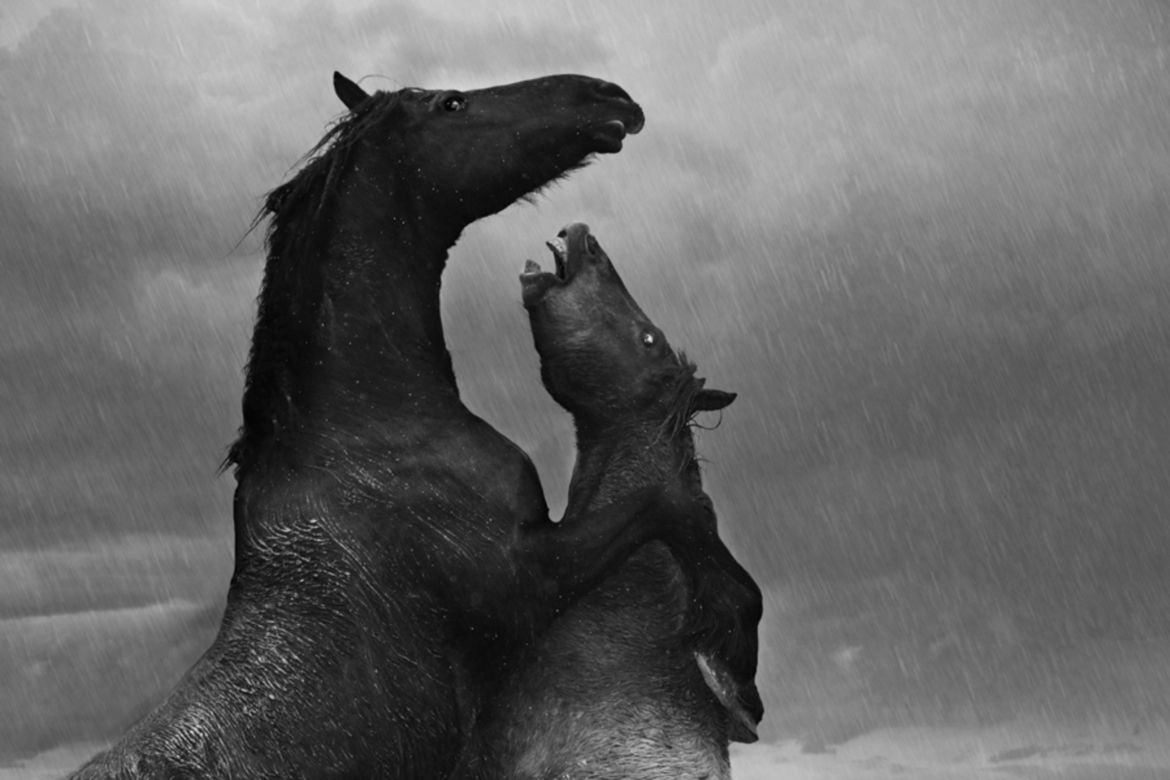 Wielu Polaków na podium w konkursie Monochrome Photography Awards 2017 78