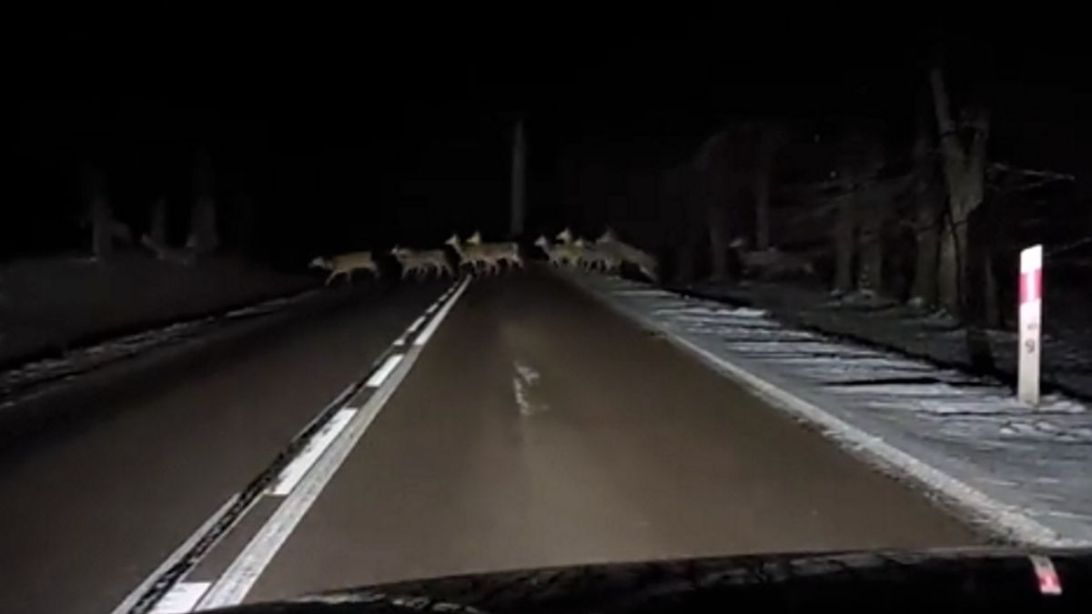 Jeden z kierowców przejeżdżających po zmroku przez las w okolicach Giżycka, zauważył przebiegające przez drogę liczne stado jeleni.