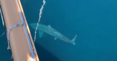 "Megalodon" w Atlantyku. Nagranie z wycieczkowca ma 30 mln odsłon