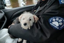 Zimowy Patrol Animalsów ratuje psy przed zamarznięciem. "Liczba zgłoszeń nas przeraża"