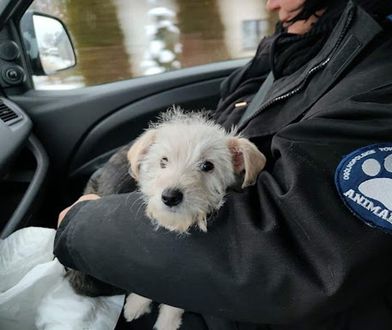 Zimowy Patrol Animalsów ratuje psy przed zamarznięciem. "Liczba zgłoszeń nas przeraża"