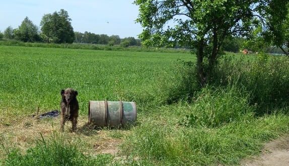 Bierutów. Przywiązali psa do pustej beczki na środku pola. Miał straszyć zwierzynę