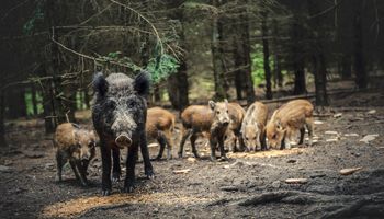 ASF w powiecie wejherowskim! Potwierdzone ognisko na terenie Sychowa