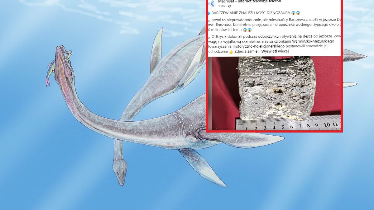 Sensacyjne odkrycie na Warmii. Znaleźli kość gada morskiego