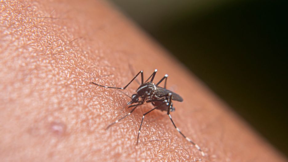 aedes, aedes aegypti, albopictus, asian, bite, blood, carrier, chikungunya, culicidae, diptera, disease, epidemic, exotic, fever, health, human, illness, infection, infectious, insect, invader, itch, itchy, macro, malaria, medical, medicine, mosquito, parasite, pest, pierce, prickling, sickness, skin, suck, unhygienic, zika virus