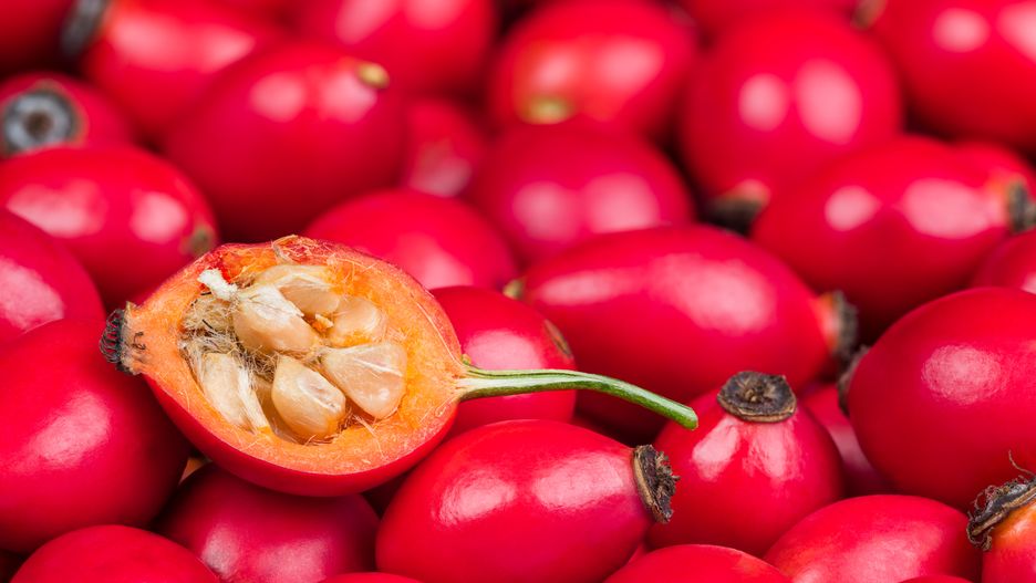 Owoce dzikiej róży i ich pozytywny wpływ na organizm