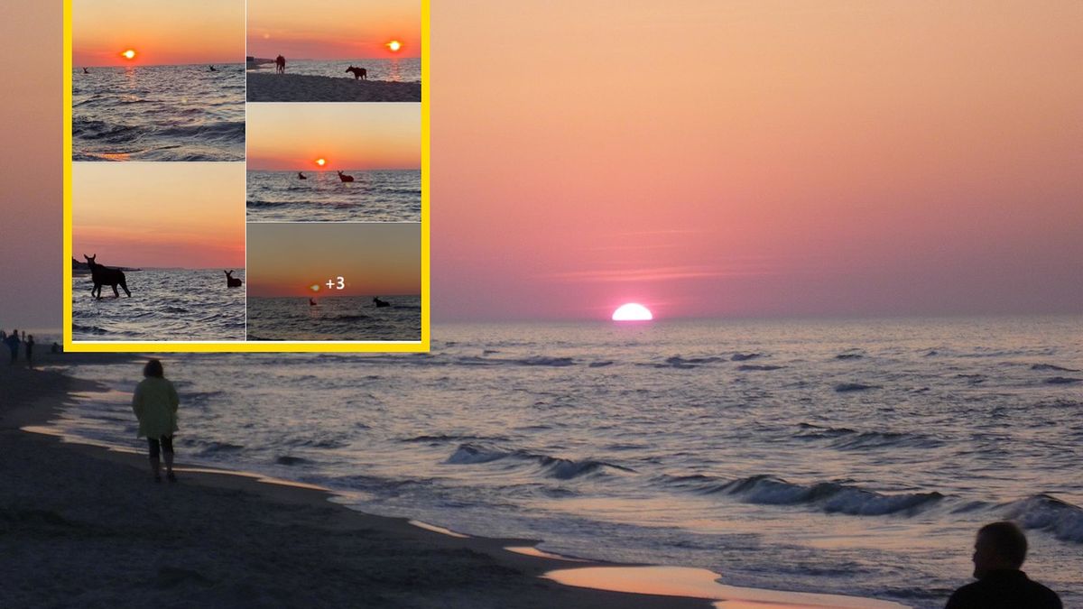 Niezwykły widok w Jastarni 