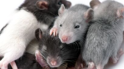 Szczury na haju. Pozbyły się dowodów przestępstwa