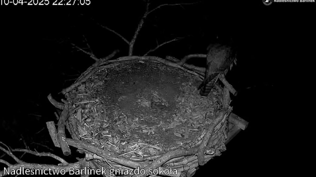Akcja ratunkowa w gnieździe sokołów wędrownych