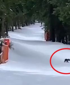 Historią tego niedźwiedzia żyła cała Polska. Znany jest los malca