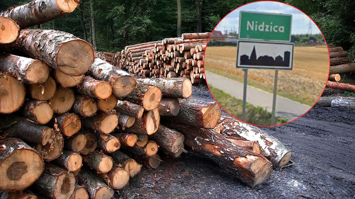 Mieszkańcy Nidzicy są załamani. W pień wycięto kilkaset drzew