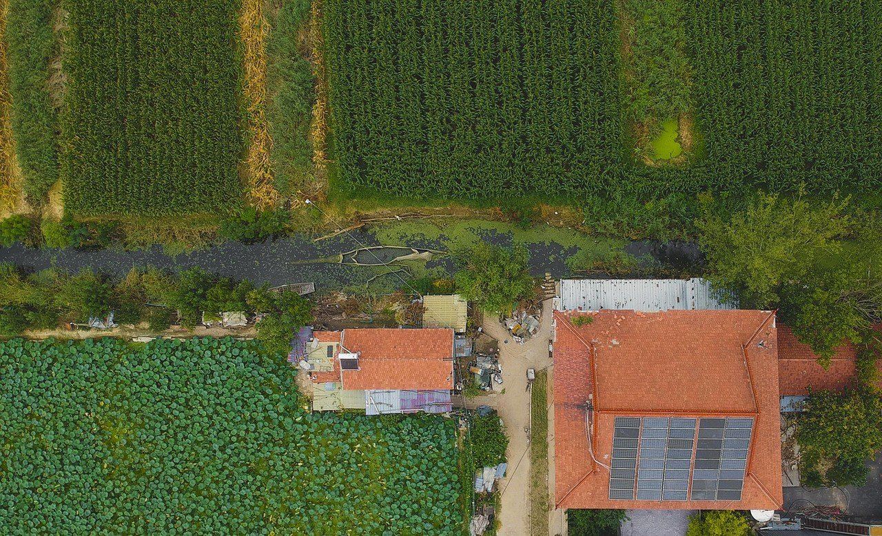 Kukurydza przestaje się spinać. Rolnicy uciekają w inne uprawy