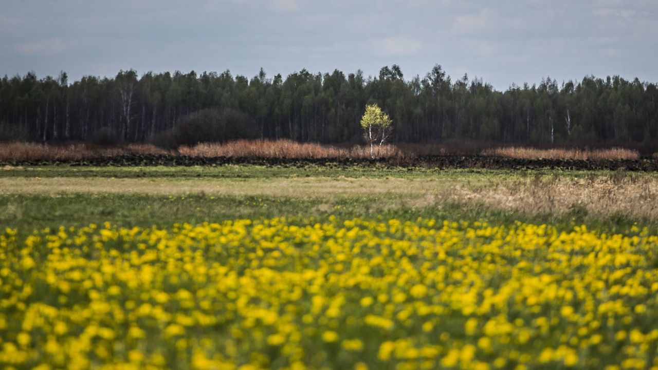 Siła przyrody. Biebrza odradza się po pożarach