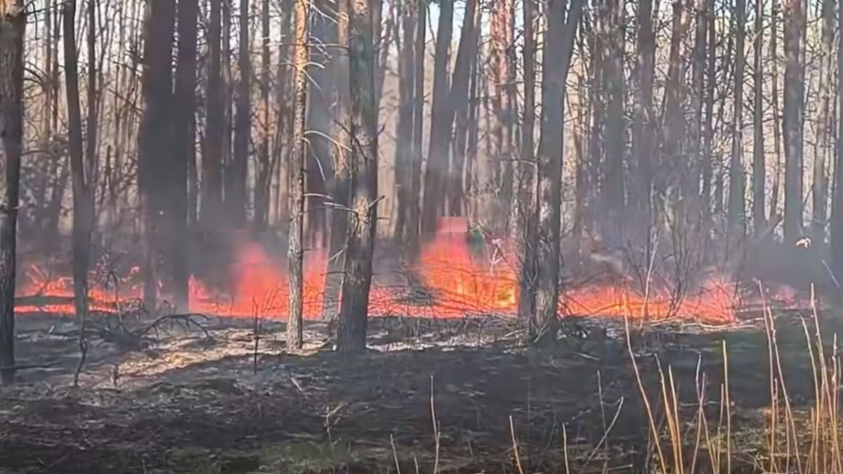 Pożar w lesie. Ogień wywołał rabuś
