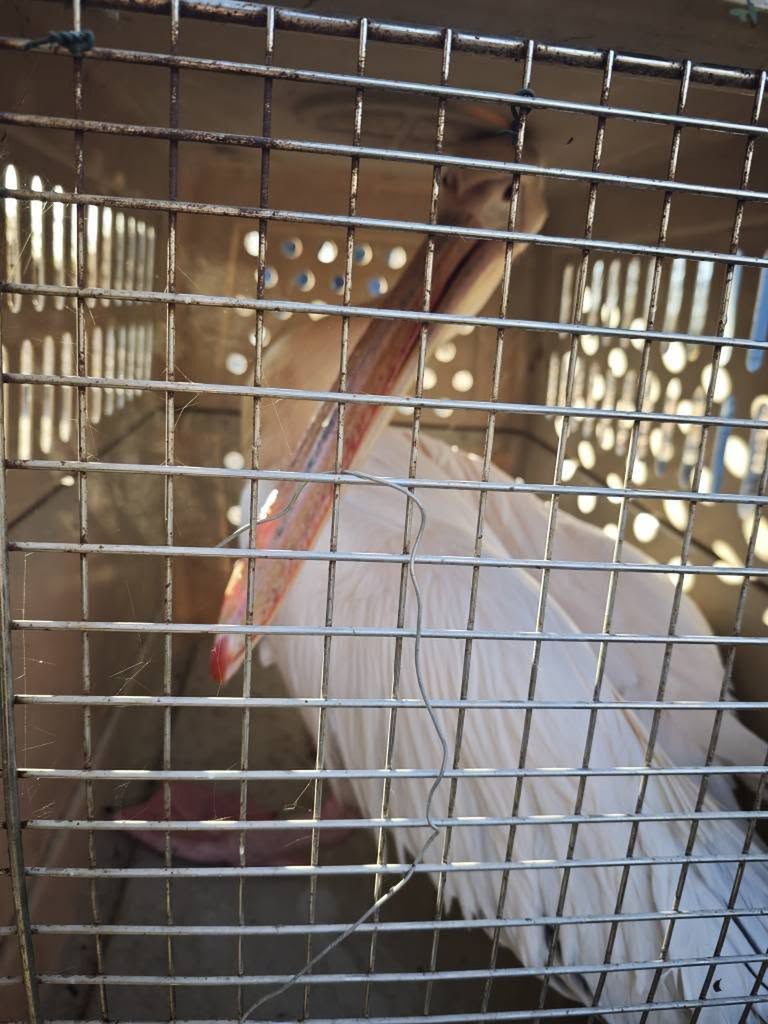 Akcja ratunkowa w płockim ZOO